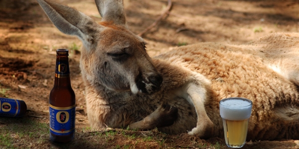 kangaroo-beer-lores.jpg