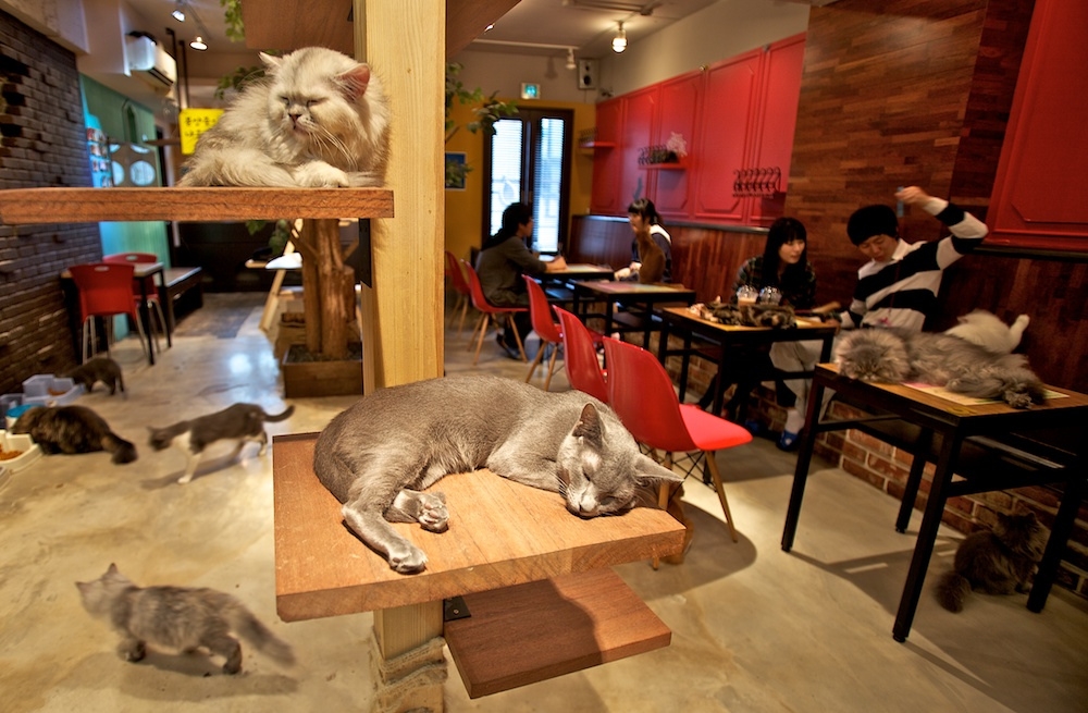 Discover The Ultimate Cats Cafe Experience In Melbourne