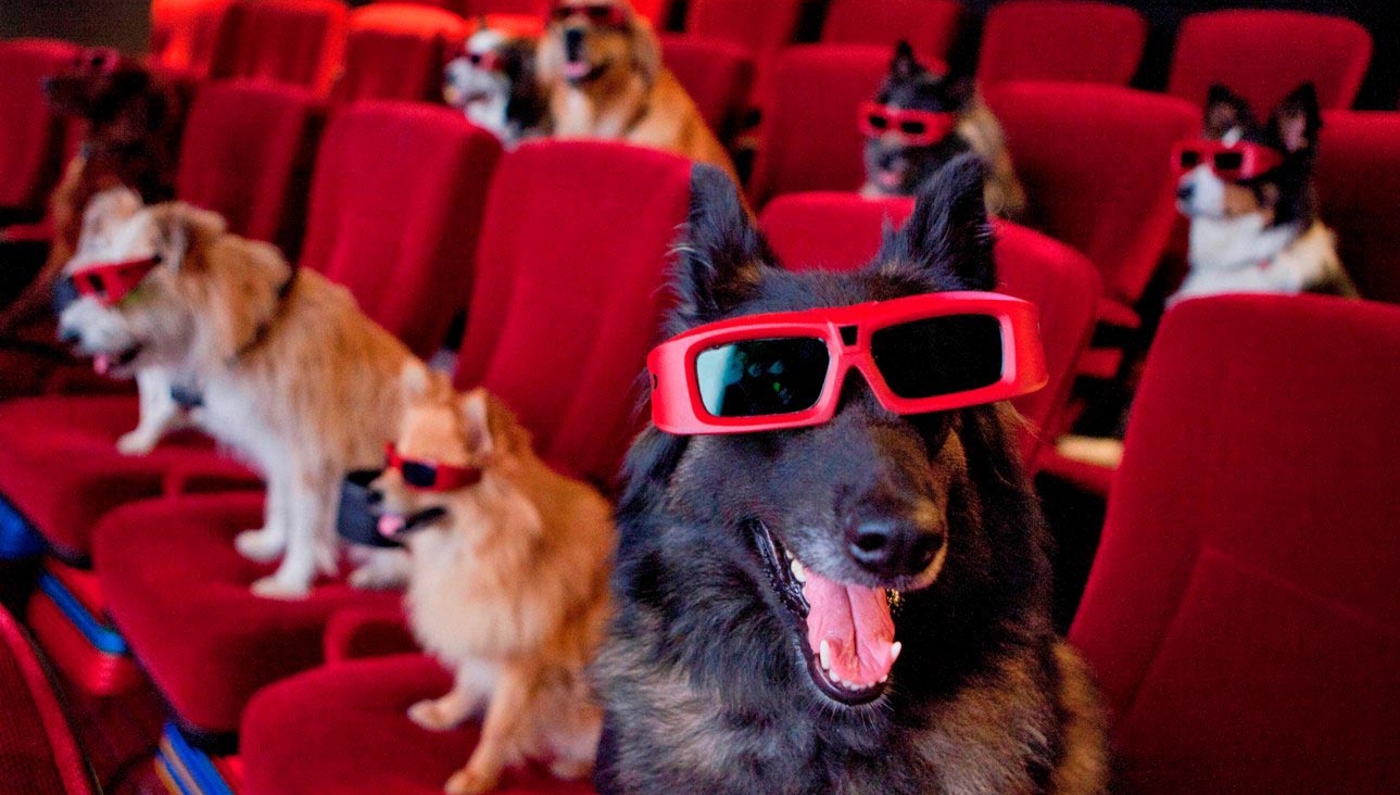 pet-theater.jpg