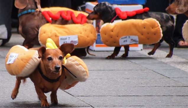 sausagedog.jpg