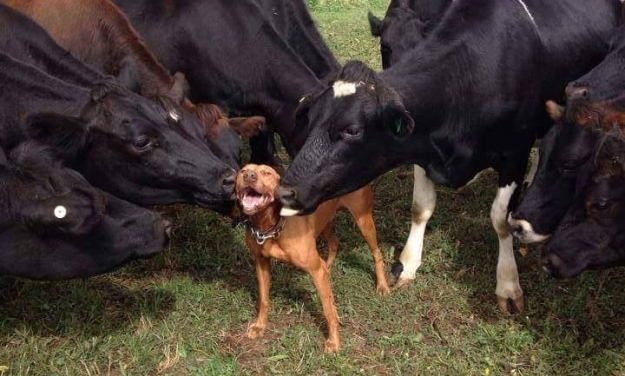 dogssss1.jpg
