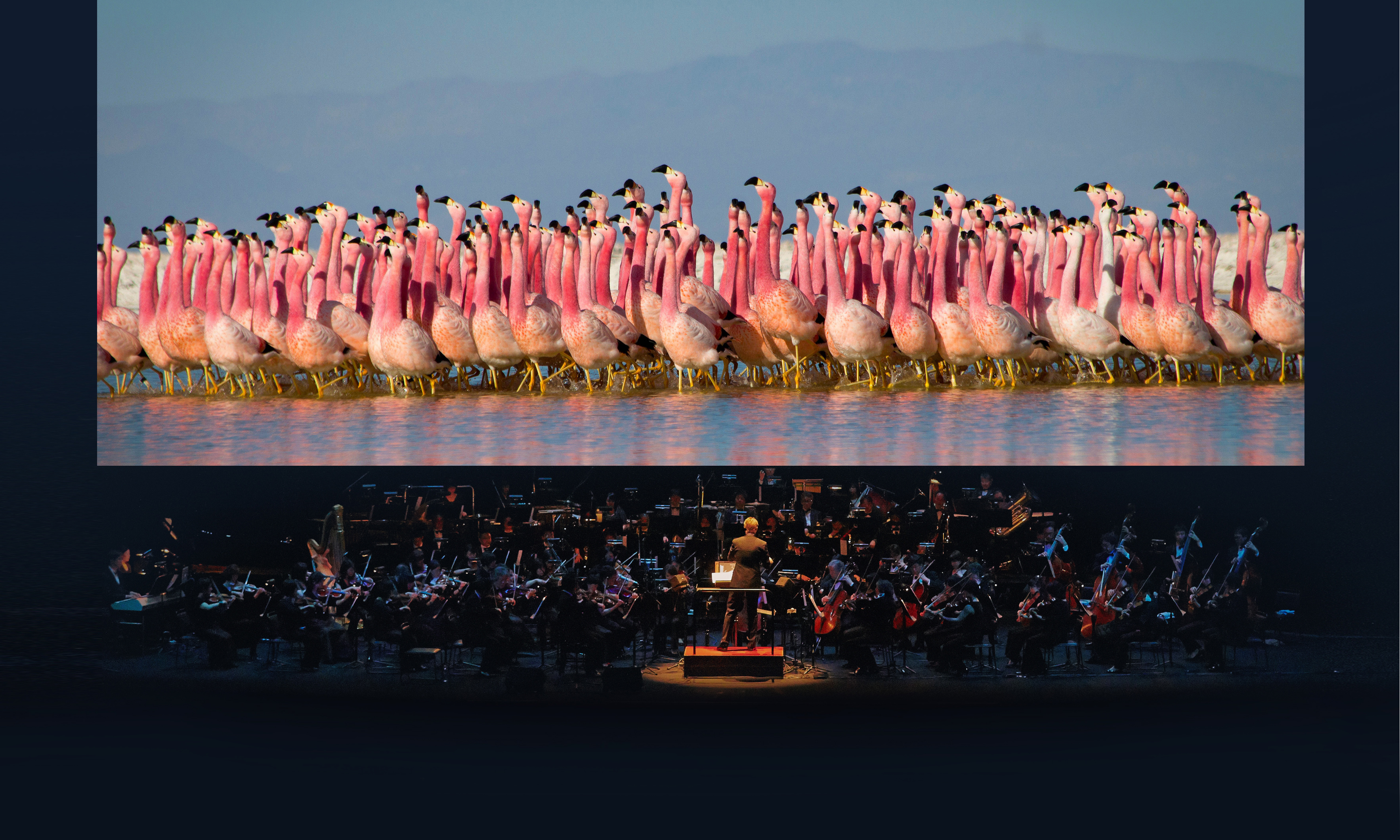 planet-erde-live-concert-orchestra-photo-takayuki-shimizu-image-flamingos-justin-anderson-copyright.jpeg