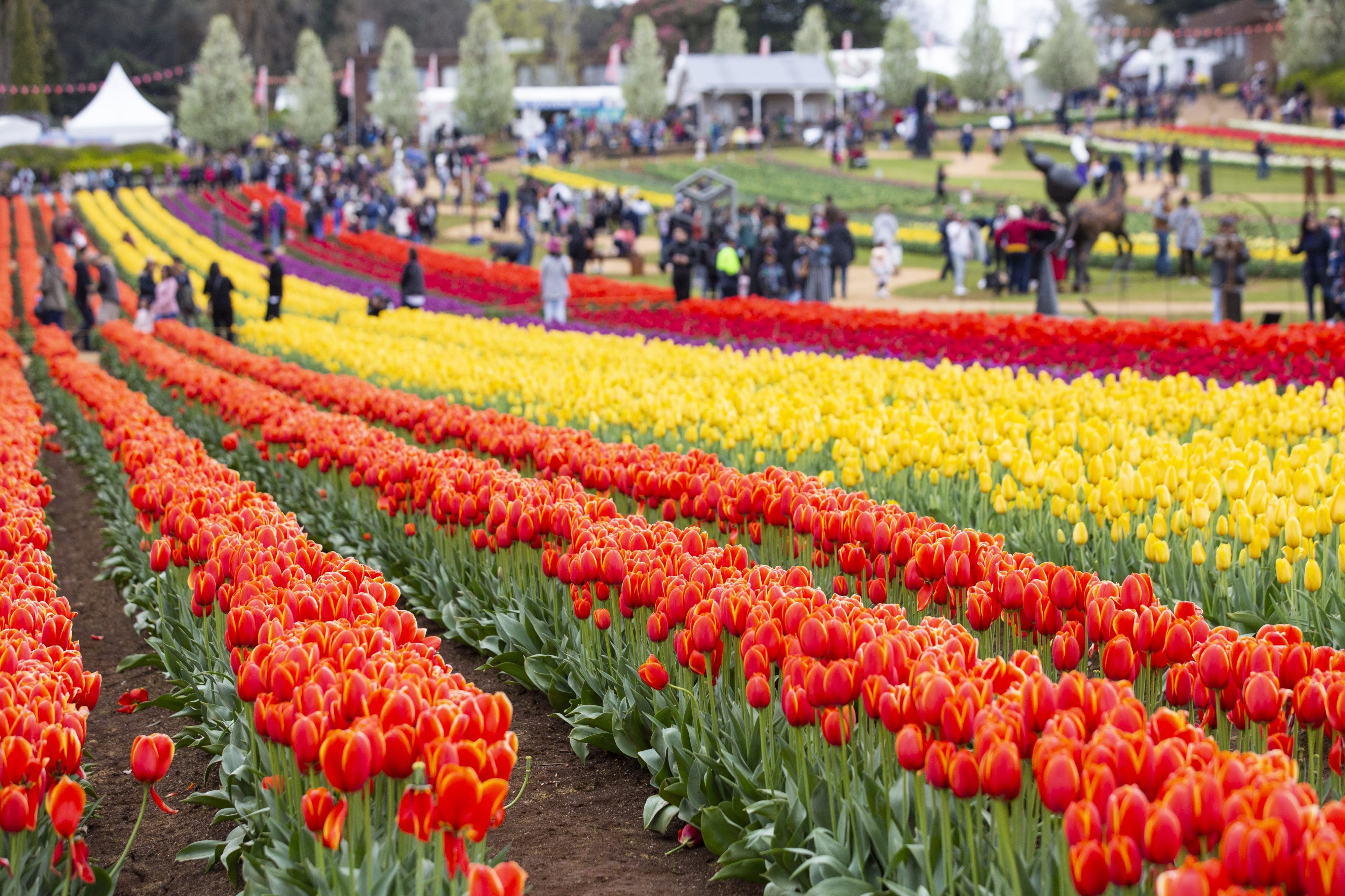 Surround yourself with 900,000 flowers at this huge tulip festival