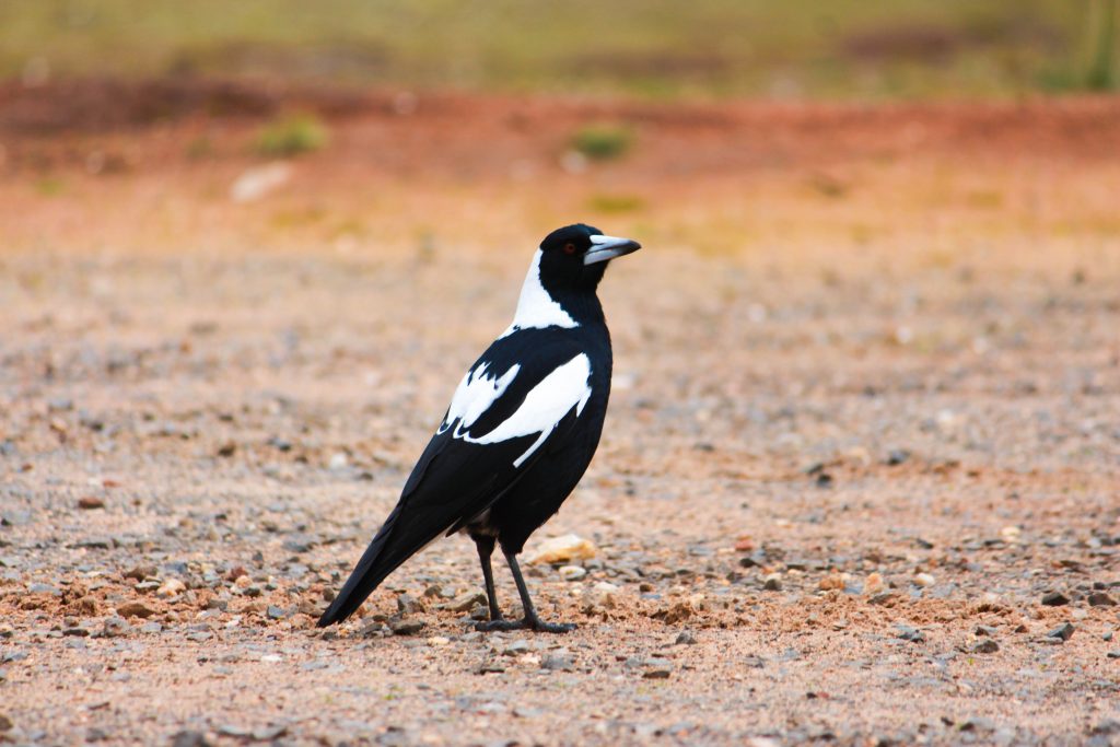 magpie swooping map