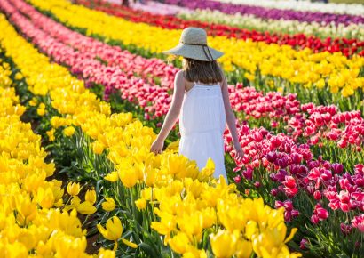 Tulip Festival