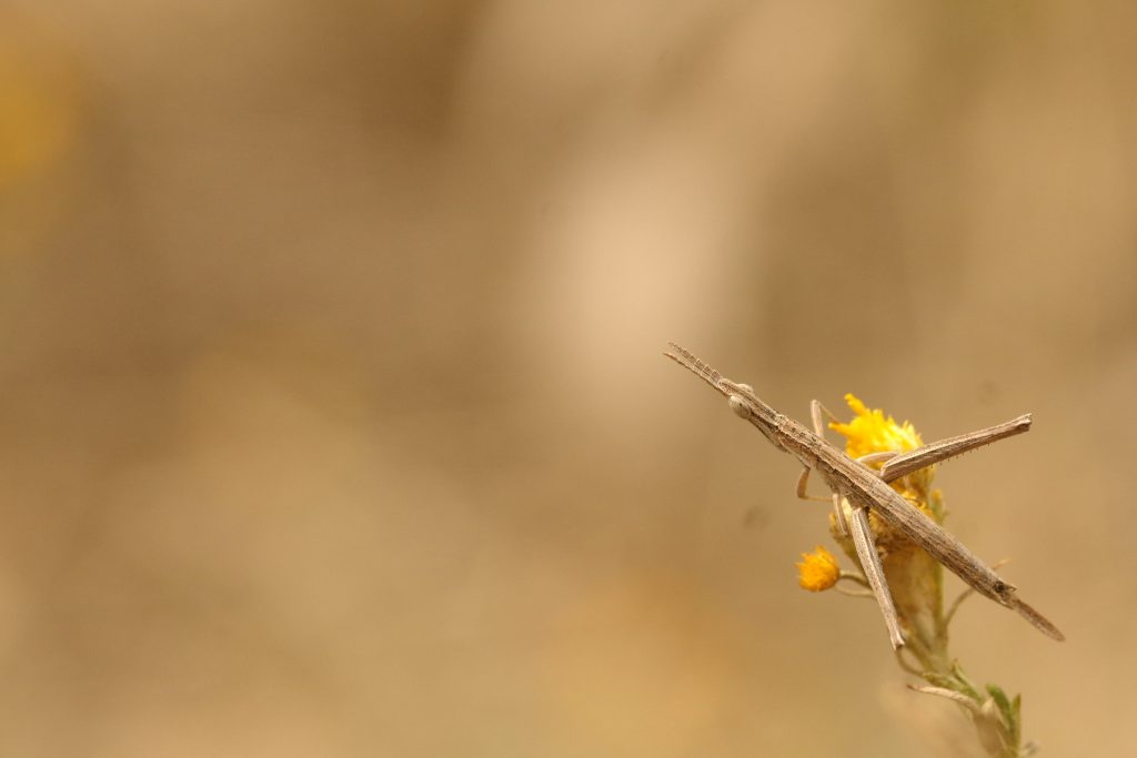 Grasshopper Melbourne
