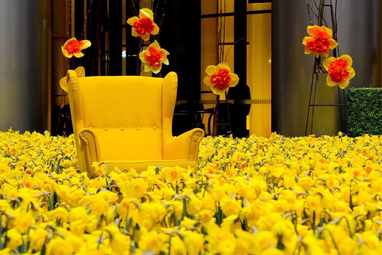 Daffodil Day
