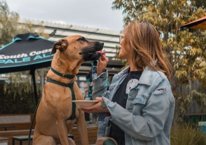 Dog Festival