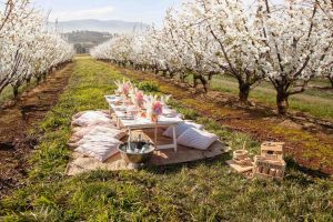 Cherry Blossom Festival