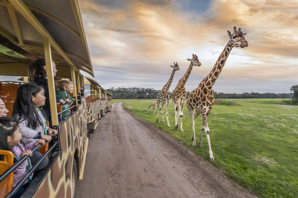 werribee park zoo safari