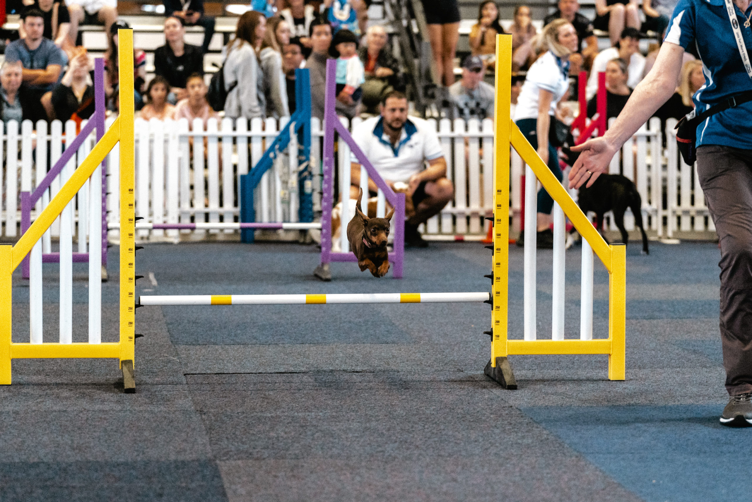 Melbourne Pet Show