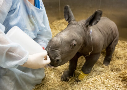 baby rhino