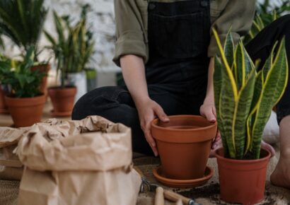 Autumn plant sale