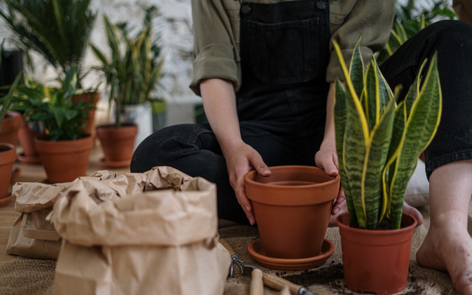 Autumn plant sale