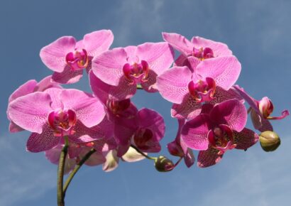 orchid spectacular