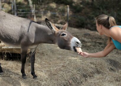 donkey festival