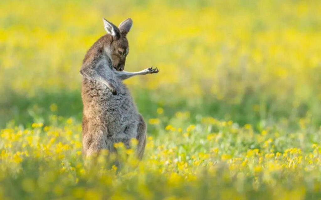 Kangaroo air guitar