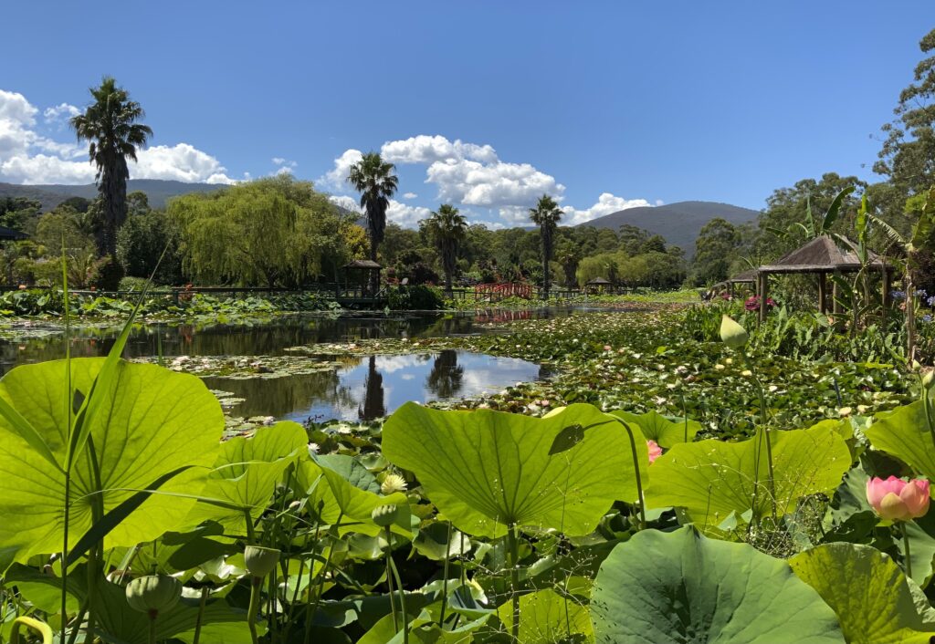 The spectacular Blue Lotus Water Garden open for a short time each