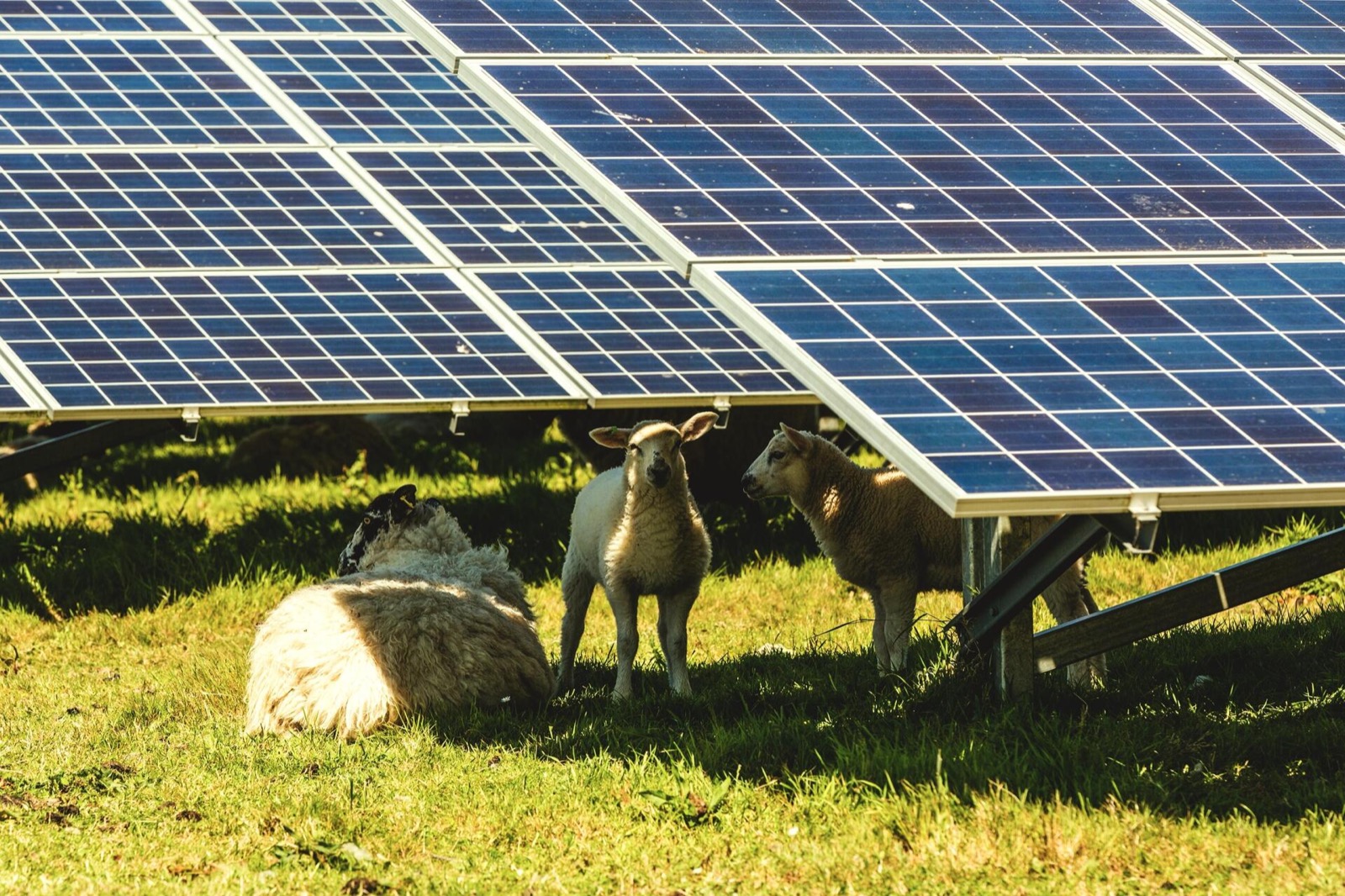 solar farm