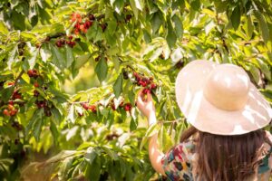 Cherry-Picking