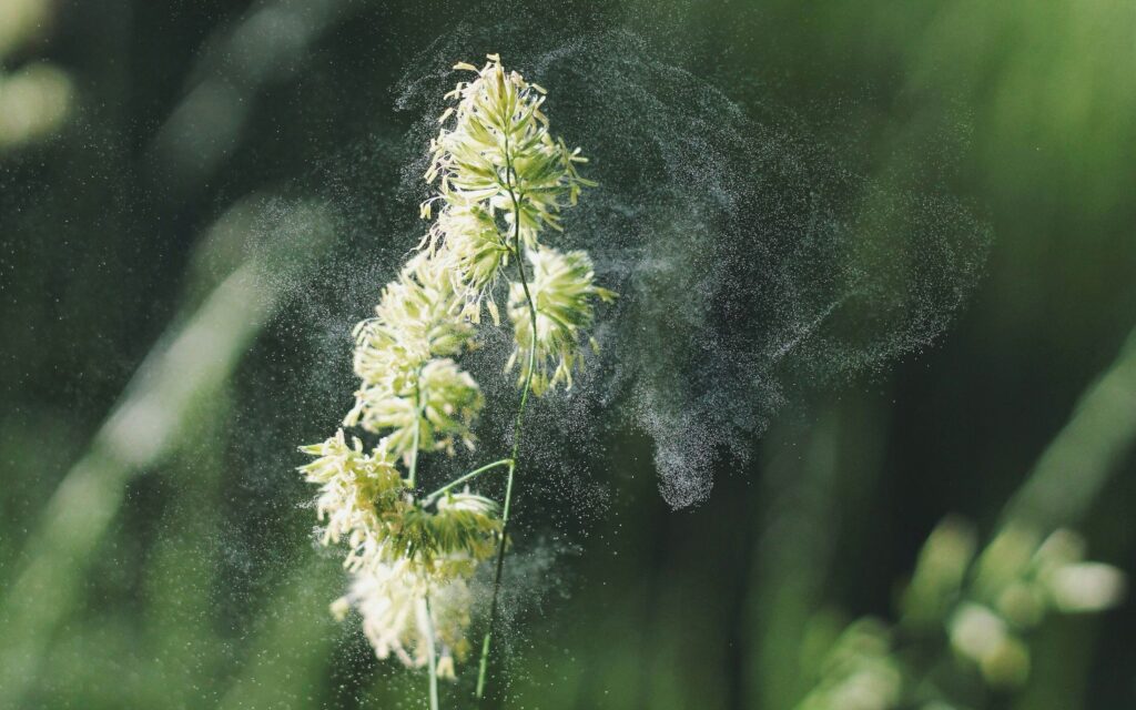 melbourne pollen hay fever season
