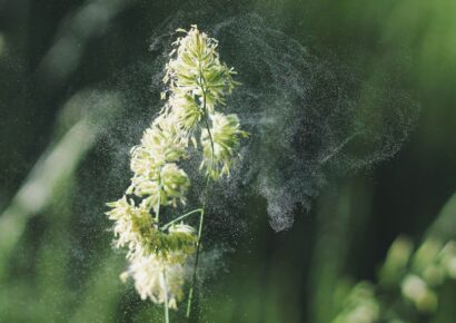 melbourne pollen hay fever season