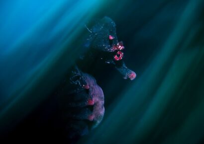 melbourne photographers