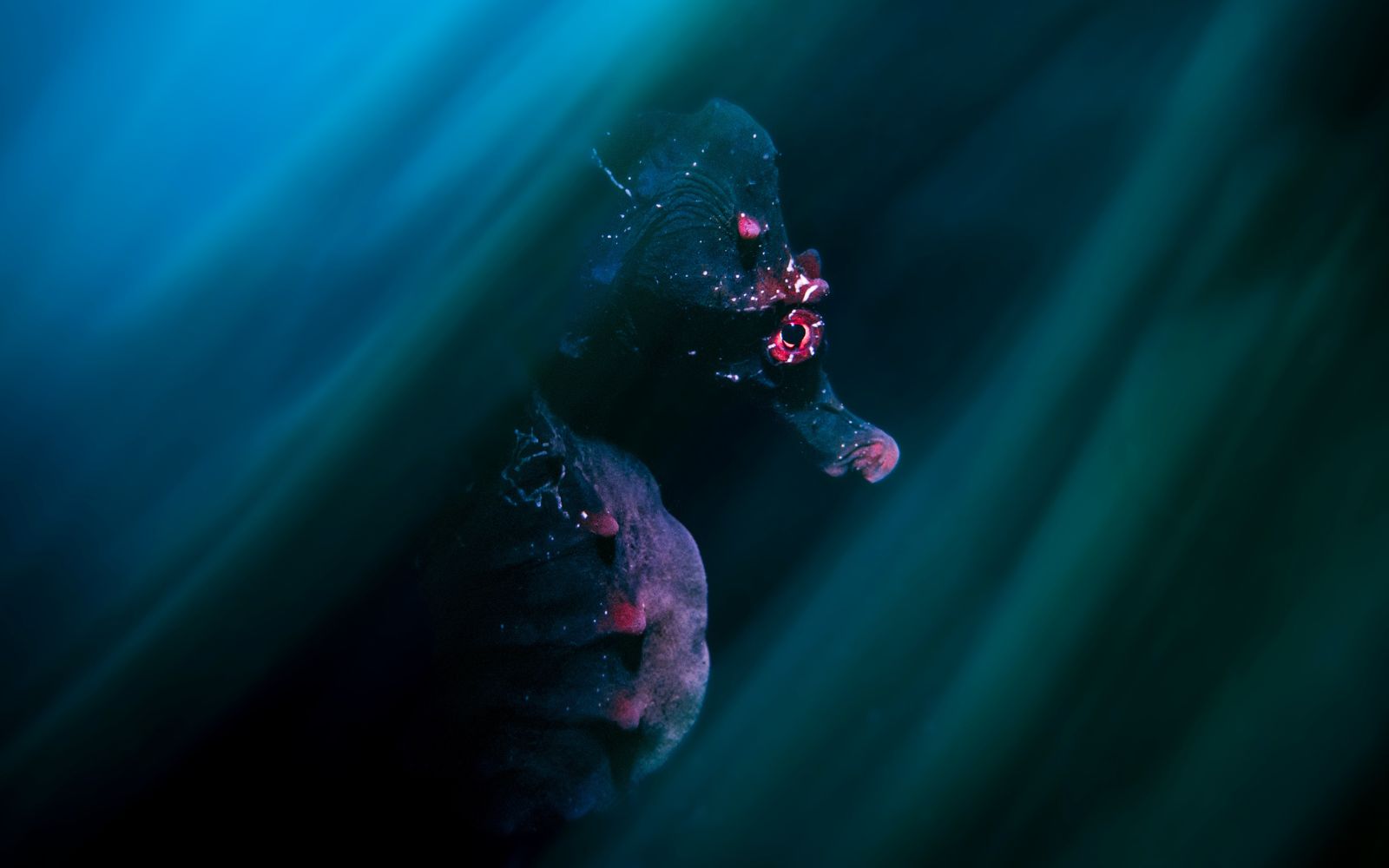 melbourne photographers