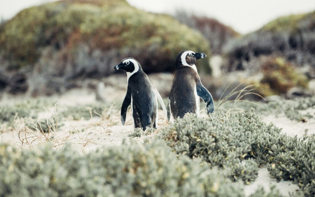 phillip island penguin parade