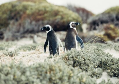 phillip island penguin parade