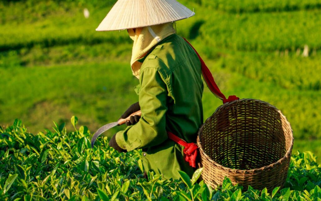 Abbotsford Convent oz tea fest