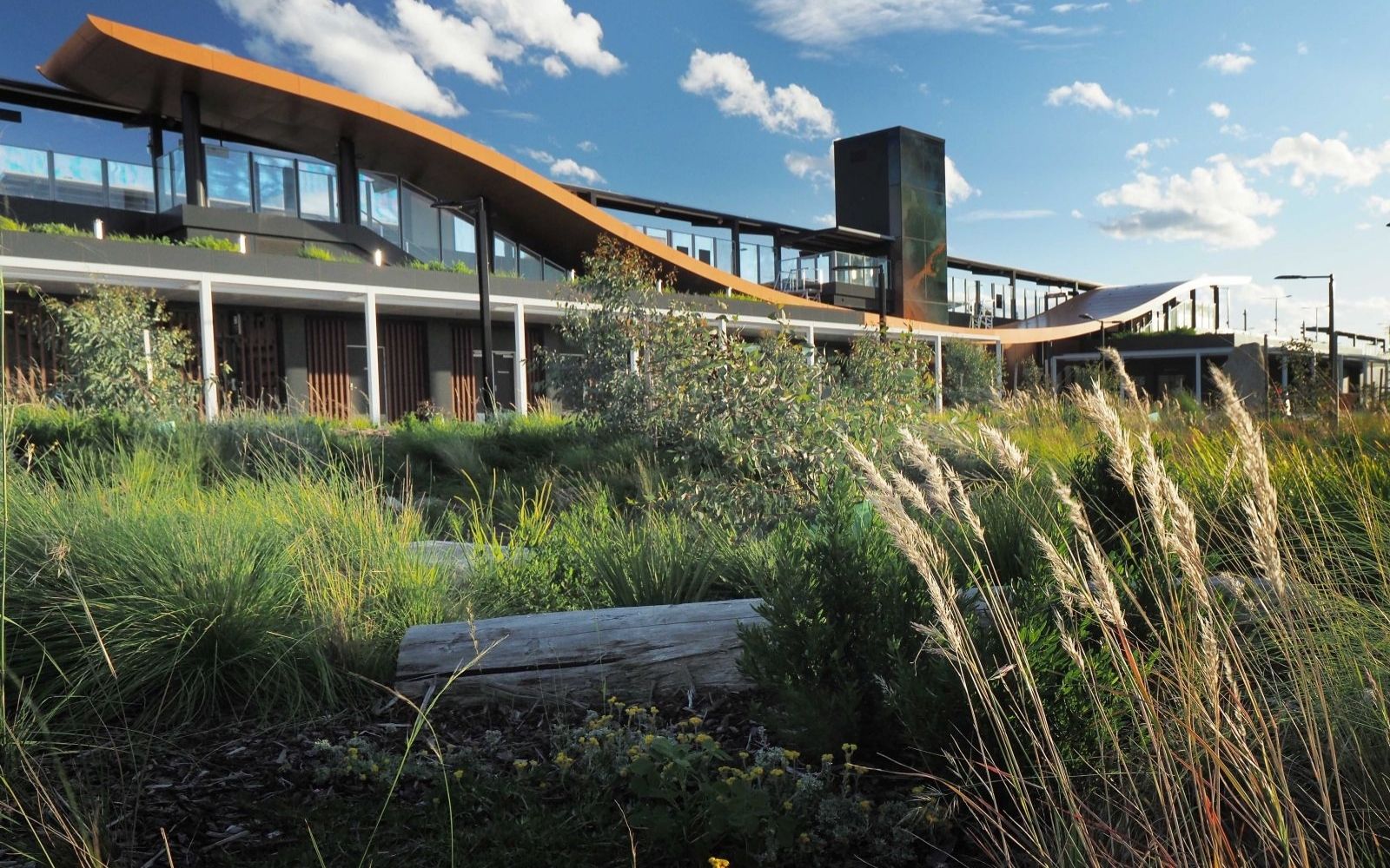 Alt text: Native plants and grasses growing on the rooftop garden at Deer Park, Victoria's first Melbourne train station rooftop garden