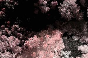 Wona Bae and Charlie Lawler: Primary Succession