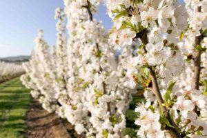 Blossom Festival