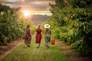 Cherry-Picking (Wandin East)